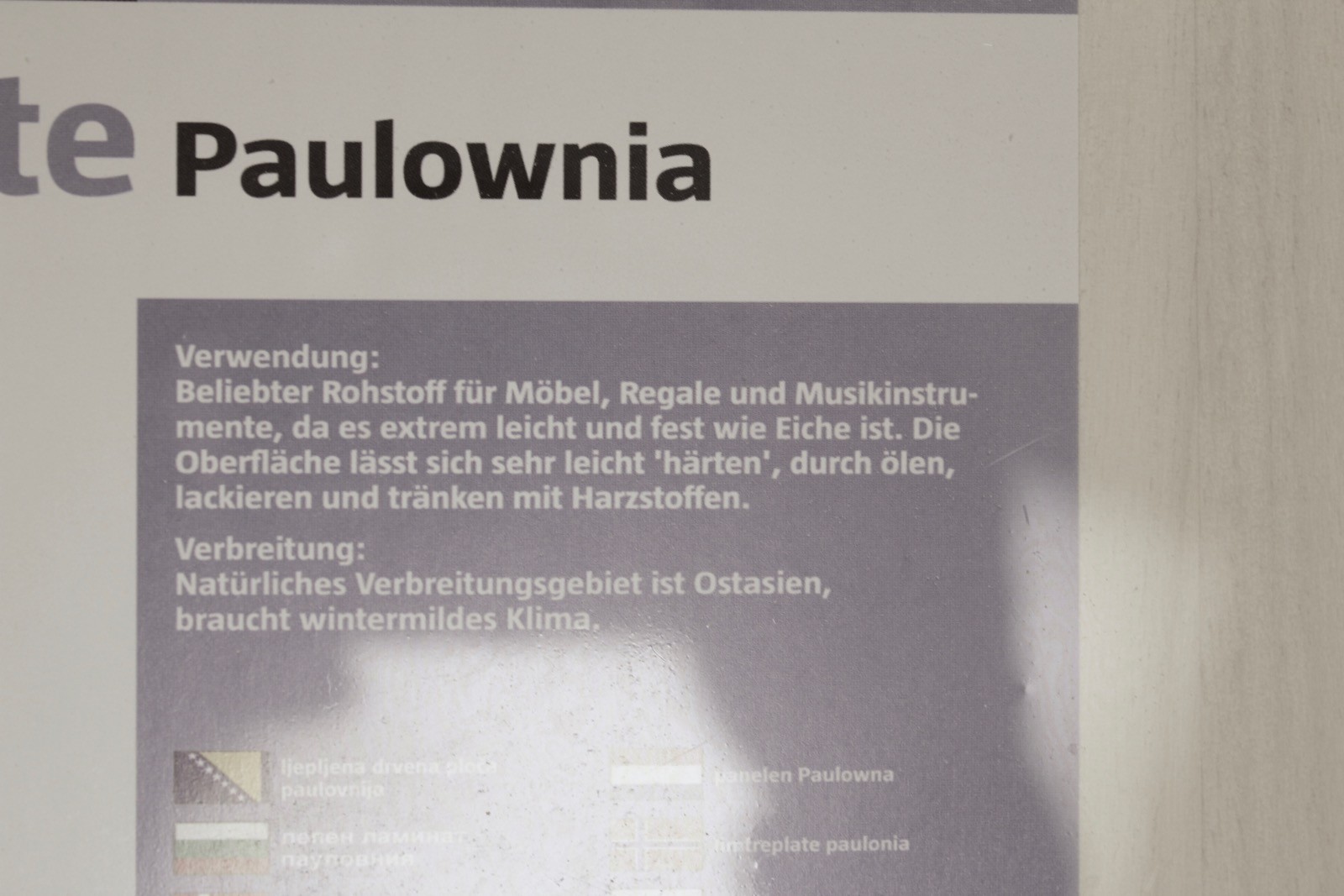 Foto der Paulownia Produktbeschreibung